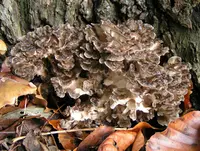 hen-of-the-woods (Grifola frondosa) plant