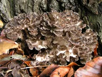 hen-of-the-woods (Grifola frondosa) plant