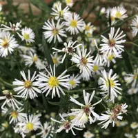 white panicle aster