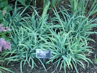spreading sedge (Carex laxiculmis) plant