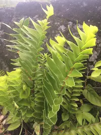 Nephrolepis abrupta (Nephrolepis abrupta) plant