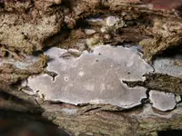 Cinereomyces lindbladii
