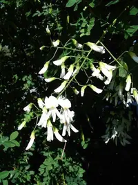 Kentucky yellowwood