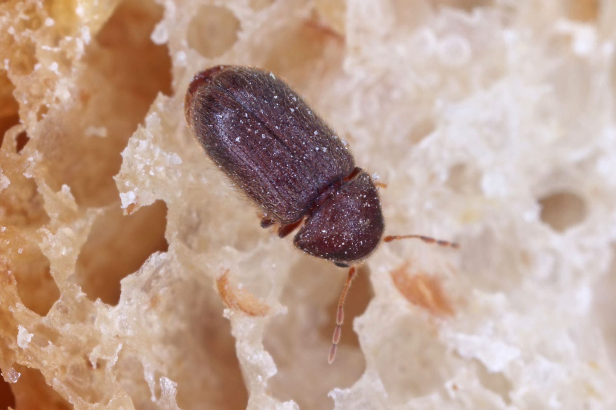Tiny Black Bugs That Look Like Poppy Seeds - Drugstore Beetles
