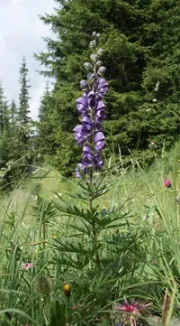wolfsbane