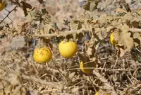 thorn-apple