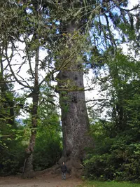 Sitka Spruce