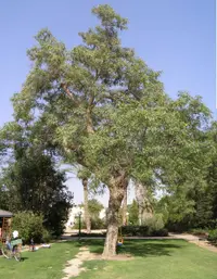 tipa (Tipuana tipu) plant