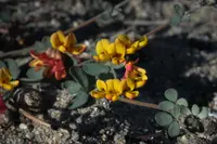 Nuttall's Acmispon
