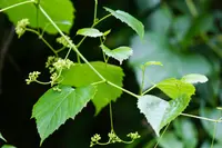 heartleaf peppervine