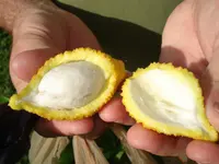 charichuela