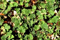 creeping Taiwan bramble