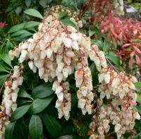 Japanese pieris
