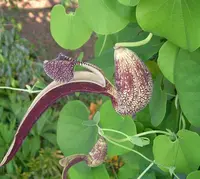 gaping dutchman's pipe (Aristolochia ringens) plant