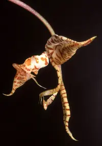 Gongora leucochila