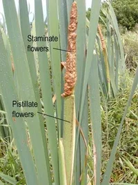 Bulrush (Typha latifolia) plant