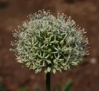 Persian shallot
