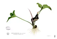 Typhonium roxburghii