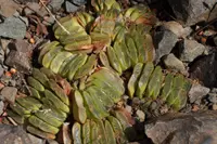 Haworthia truncata in nature