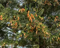Araucaria heterophylla