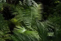 Cycad