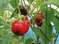 rocoto