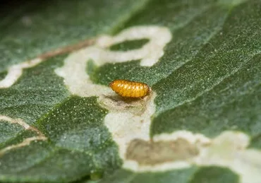 Leaf Miners