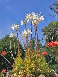 White lily