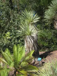 Thompson's yucca