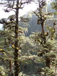 Himalayan Hemlock