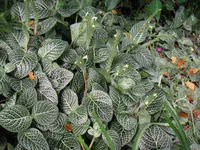 Nerve Plant (Fittonia albivenis) plant