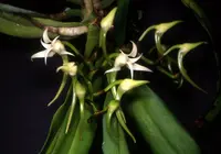 Wood orchid