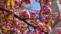 Prunus persica 'Bonanza' flowers