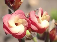 Blazing Dollsrose (Hermannia flammula) plant