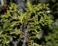 Cheshunt Pine