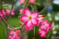 Adenium obesum blooms