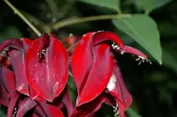 crybabytree