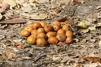 Mobola Plum