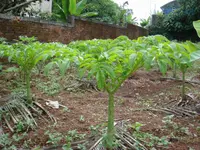 Elephant Foot Yam