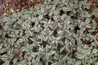 Pilea spruceana