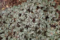 Pilea spruceana
