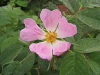 Soft Downy-rose