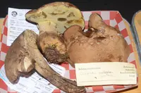 Dark Bitter Bolete