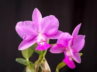 Walker's Cattleya
