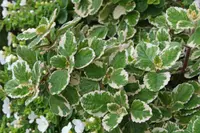 Swedish Ivy (Plectranthus forsteri 'Marginatus') plant