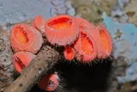 Bristly Tropical Cup (Cookeina tricholoma) plant