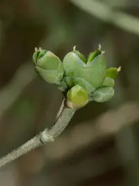 Shrubby horsetail (Ephedra ciliata) plant