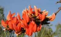 Bengal kino (Butea monosperma) plant