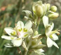 Mountain Deathcamas