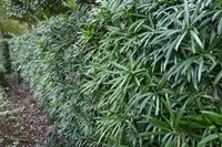 Yew pine